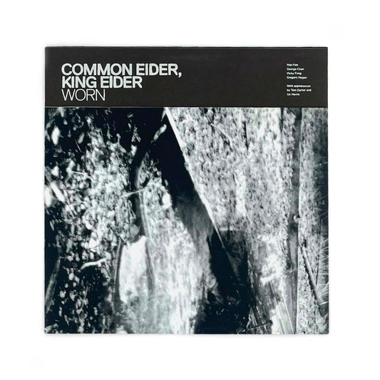 Common Eider, King Eider - Worn