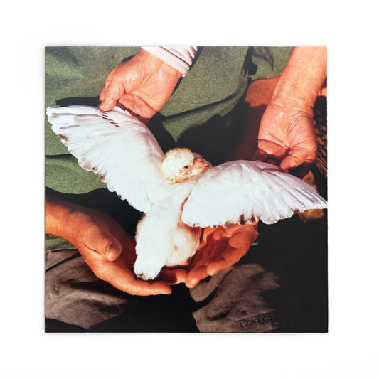 Angel Investor - I Can't Smell The Roses Underground